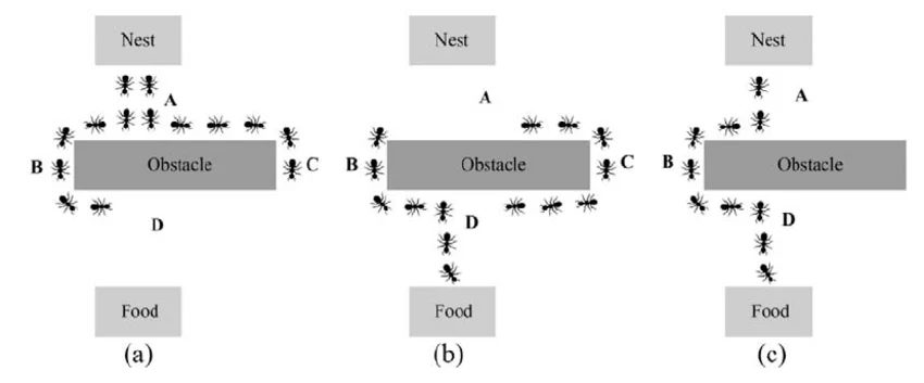 Ant colony demonstrating natural swarm intelligence while searching for food.